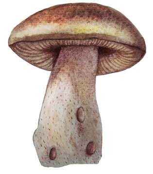hand painter watercolor white mushroom PNG