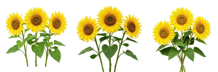Obraz premium Set and collection of row of three fresh sunflower blooms isolated on white background