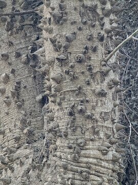A characteristic surface with thorns on the trunk of the exotic tree Ceiba speciosa. The bark surface is covered with a fibrous web