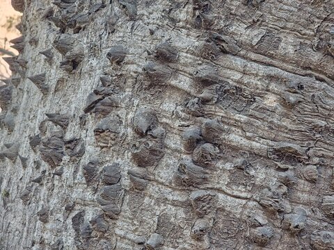 Thorns on the trunk of the exotic tree Ceiba speciosa