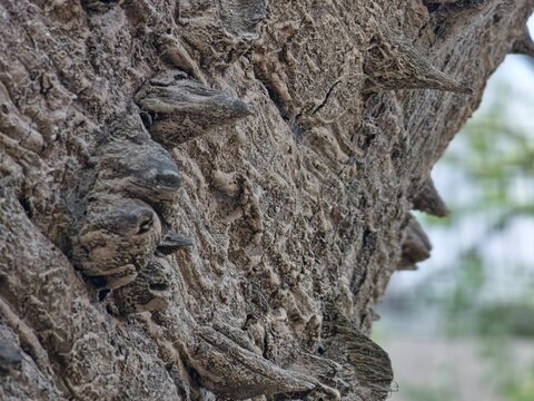 A close-up of the bark thorns of the exotic Ceiba speciosa tree against a blurred background.