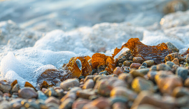 Foamy wave washing over brown seaweed Fucus vesiculosus on pebble beach shoreline.