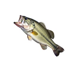 Naklejka premium Aquatic predator lunges upwards