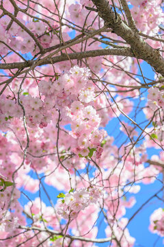 Cherry blossom Prunus serrulata hanging cluster framed by tree branches and clear sky.