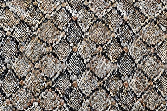 Natural Python Snake Skin Background Flat Lay