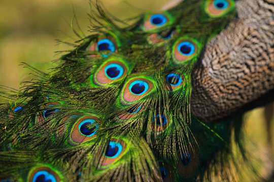 Colorful peacock feather details Pavo cristatus with iridescent eye patterns.