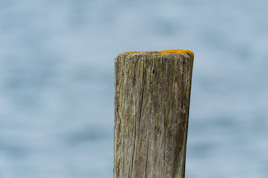 Weathered wooden post standing alone against soft gray water.