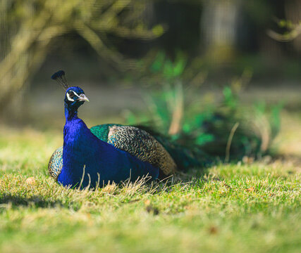 Peacock Pavo cristatus resting on grass displaying vibrant blue and green plumage.
