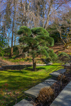 Artfully pruned pine tree in landscaped garden with stone pathways and greenery.