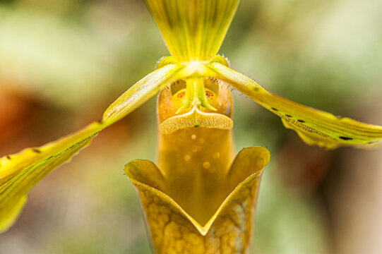 Yellow lady slipper orchid Paphiopedilum sp macro showing intricate floral structure and symmetry.