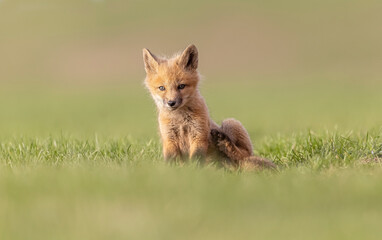 Fototapeta premium Urban red fox den, Canada. 