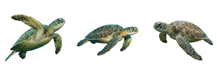 Set and collection of single sea turtle swimming isolated on white background © trophyman