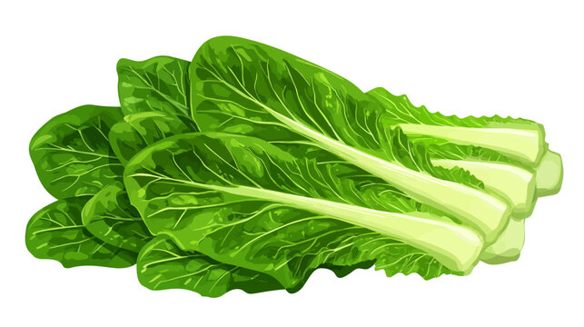 Illustration of fresh green romaine lettuce leaves with detailed veins
