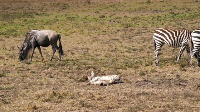 Animals resting in grassland. Dry plains host grazing and resting zebras and wildebeest antelope. Savanna environment showcases wildlife peacefully coexisting in warm sunlight and sparse vegetation