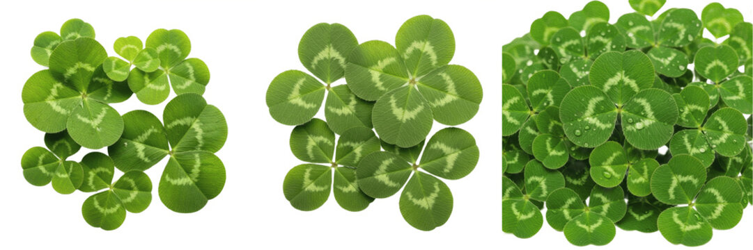 Group of Fresh Green Four Leaf Clovers for Saint Patrick's Day and Good Luck Theme Design Projects Isolated on Transparent White Background PNG Set