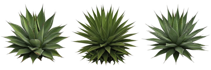 Detailed Green Spiky Aloe Vera Plant or Agave Foliage for Botanical Garden and Skin Care Product Design Isolated on Transparent White Background PNG Set © Freezan