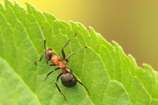 a wood ant insect on a stick