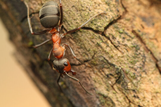 a wood ant insect on a stick