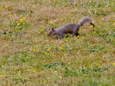 Graues Eichh&ouml;rnchen auf einer Wiese auf dem Friedhof
