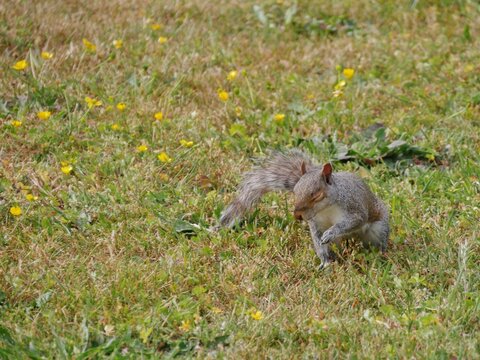 Graues Eichh&ouml;rnchen auf einer Wiese auf dem Friedhof