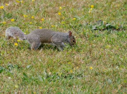 Graues Eichh&ouml;rnchen auf einer Wiese auf dem Friedhof