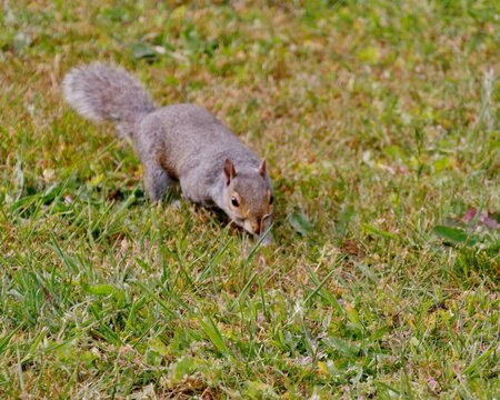 Graues Eichh&ouml;rnchen auf einer Wiese auf dem Friedhof
