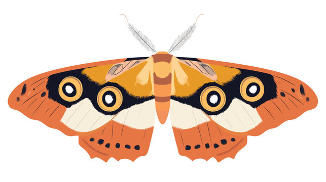 Colorful butterfly with detailed patterned wings and antennae