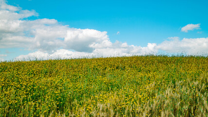 Moroccan field covered with yellow flowers and wheat beneath a dramatic sky with bright white clouds and vivid blue tones. © Morad