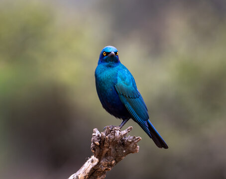 Estornino orejiazul sudafricano posa en la rama de un arbol con su plumaje altamente llamativo azul verdoso y muy brillante. 