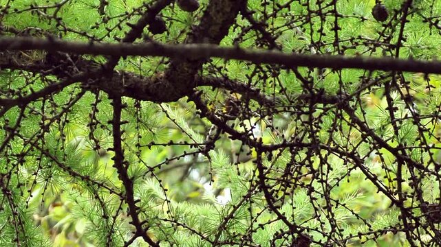 Small songbird sitting on a coniferous tree branch with green needles. Serene wildlife scene in a forest or botanical garden during spring season.