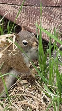 &eacute;cureuil roux mangeant sur le sol dans le bois, Qu&eacute;bec, Canada