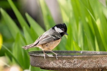 Coal tit perched on garden bird feeder with green foliage background © Tosh Lubek