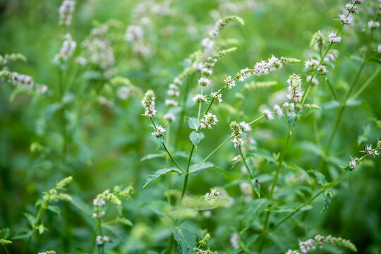 Aromatic flowering honey plant mint (Mentha spicata) Spearmint blooming outdoor in garden, scented herb traditionally used in various cultures in culinary, medicine and as source of essential oils.
