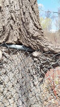 un arbre pousse au travers d'une cl&ocirc;ture