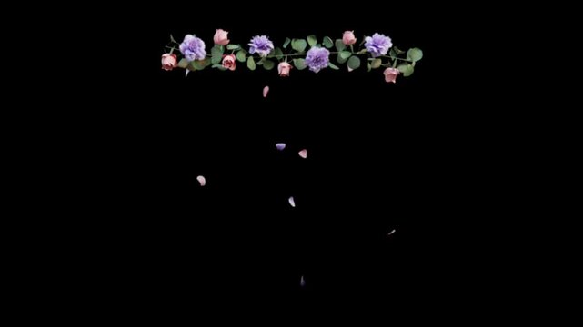 Floral border with pink roses and purple flowers on black background with falling petals for romantic overlay animation