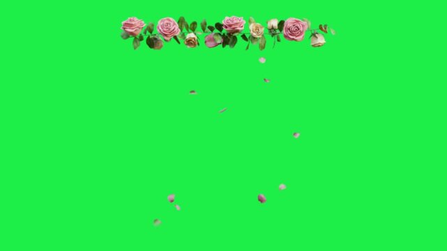 Pink rose floral border on green screen background with falling petals and leafy decoration for overlay animation