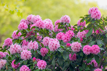 Obraz premium Selective focus of purple pink flowers with green leaves, President Roosevelt is a popular cultivar of Rhododendron, A large genus of species of woody plants in the heath family, Natural background.