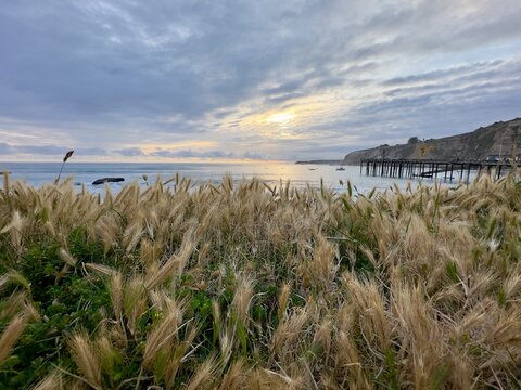 The calm waters of the Pacific Ocean and the Point Arena pier seen through a soft foreground of golden foxtail grass at sunset.