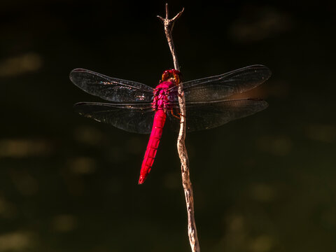 Macro photo of a vibrant red dragonfly (Crocothemis erythraea) resting on a branch with a dark background, showcasing its delicate transparent wings and the intricate details of nature.