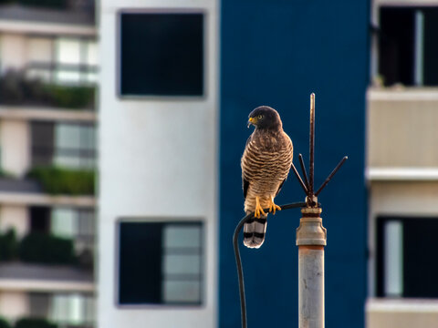 A Roadside Hawk (Rupornis magnirostris) is perched on an antenna, set against a blurred urban backdrop. 
