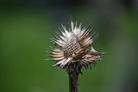 Sculptural seed head of a withered globe thistle against a green background, copy space, selected focus