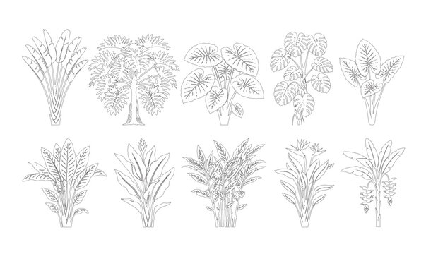 CAD line art tropical plant and flower side view elevation set, outline banana, birds of paradise and palm frond symbols for architectural landscape and tropical design plans. Editable stroke vector.