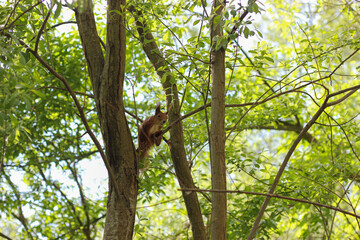 Fototapeta premium Red squirrel perched on tree branch in bright green forest. Curious wild animal in natural woodland habitat during sunny spring day. Red squirrel sitting on tree branch in forest. 