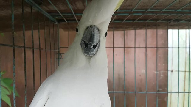 Close-up portrait of a Yellow-crested Cockatoo (Cacatua sulphurea) inside a wire cage