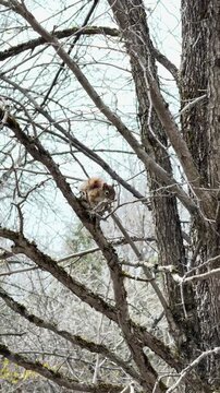 &eacute;cureuil roux sur la branche d'un arbre dans le bois, Qu&eacute;bec, Canada