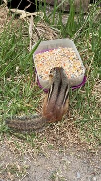 Un tamia ray&eacute;, Tamias striatus, mange des graines dans un bol au sol, Qu&eacute;bec, Canada.