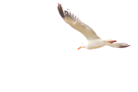 Flying or Soaring Seagull in White Sky-Freedom, light & Airy, Air, bird, seagull, flying, sky, fly, flight, gull, sea, wing, wings, white, wildlife, freedom, feather, beak, birds, beautiful, soar, sea
