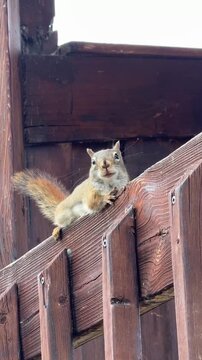 &eacute;cureuil roux sur un poteau dans un parc  bois&eacute;, Qu&eacute;bec, Canada