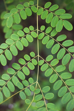 Symmetrical green leaves of Adenanthera pavonina tree arranged in pairs on a slender branch
