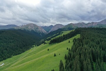 Naklejka premium Aerial view of lush green meadows winding through dense pine forests with distant mountain peaks under cloudy skies